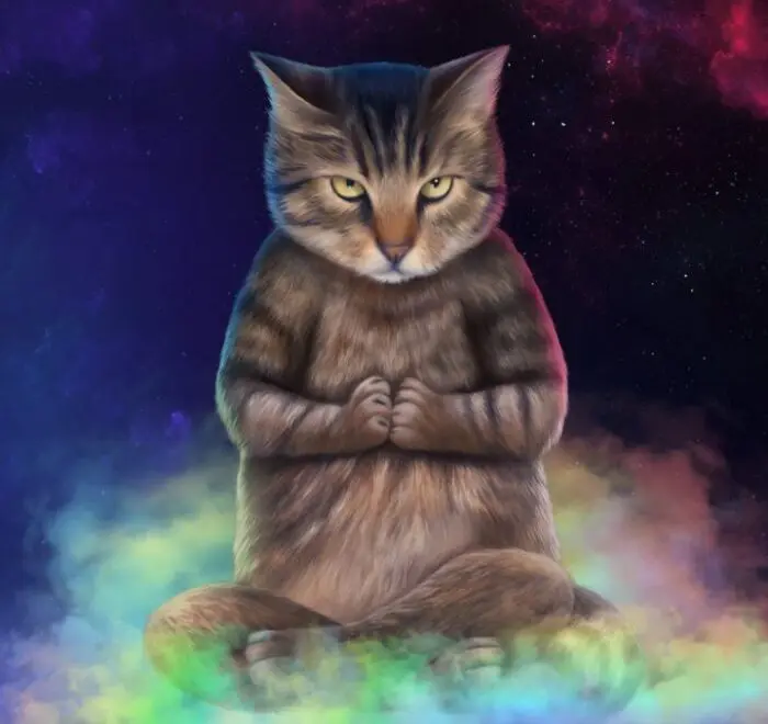 Spiritual connection with cats