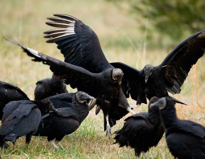Vultures