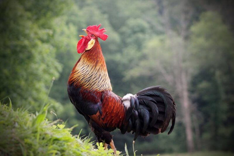 Spiritual Meaning of Rooster in a Dream