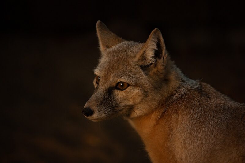 Fox at night