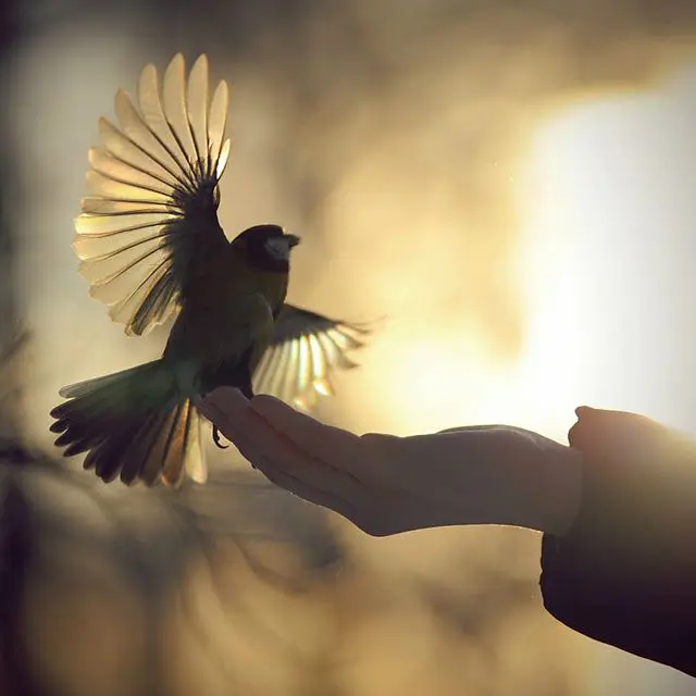 Bird Landing on Your Hand