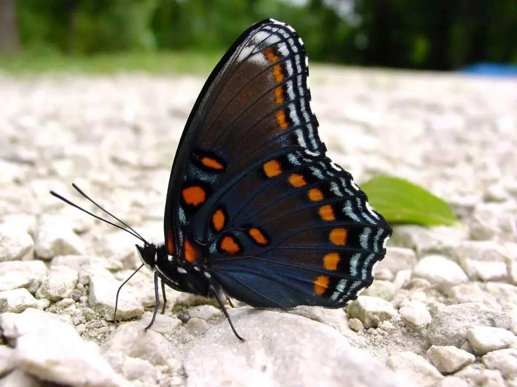Red-Spotted Purple Butterfly Spiritual Meaning