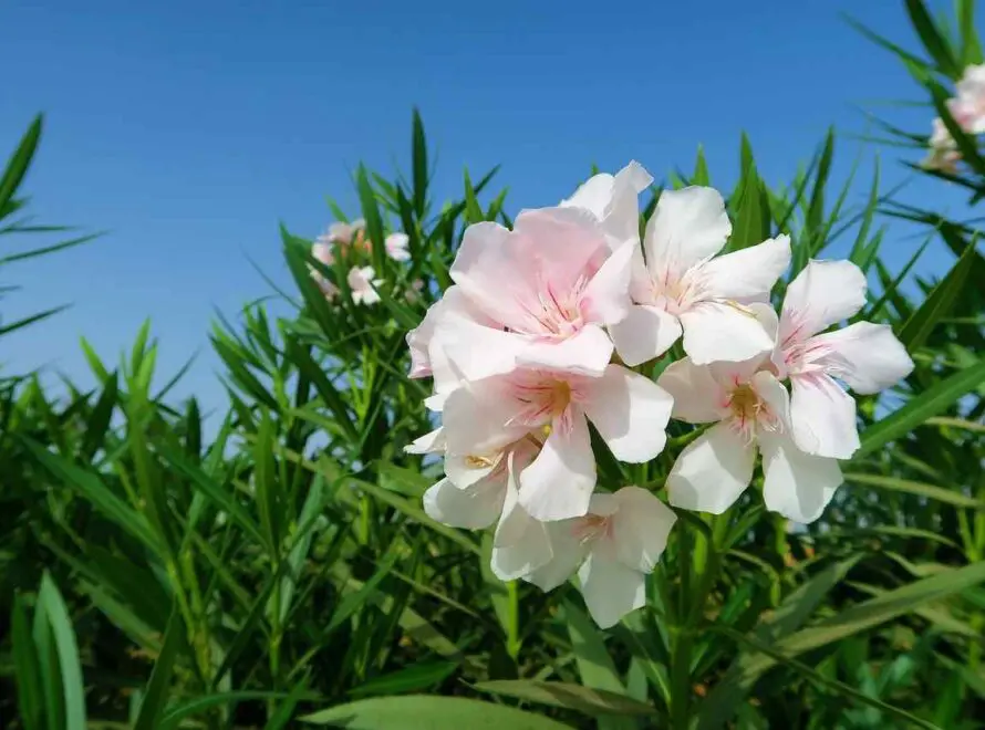 White Oleander Flower Meaning
