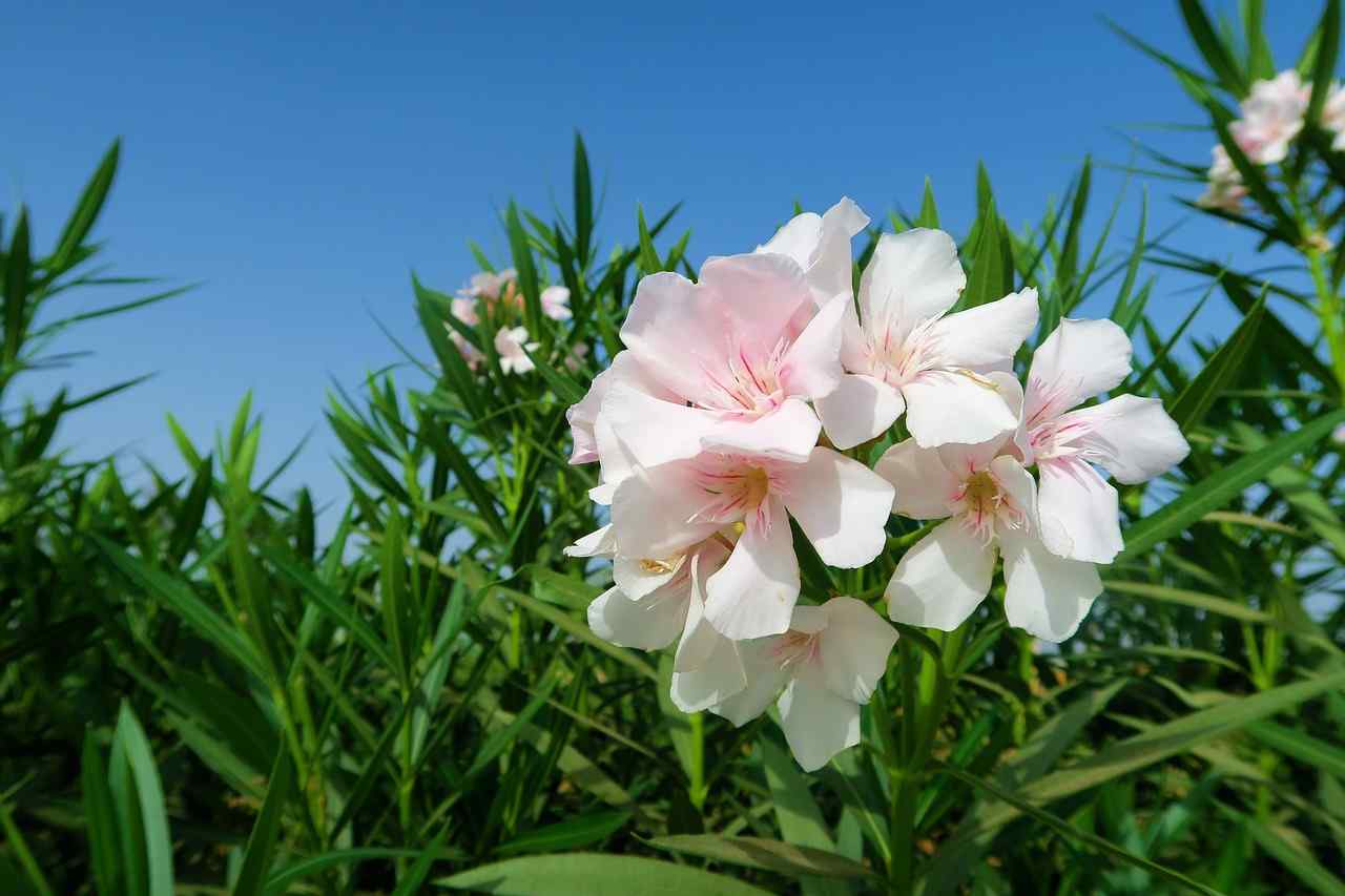 White Oleander Flower Meaning