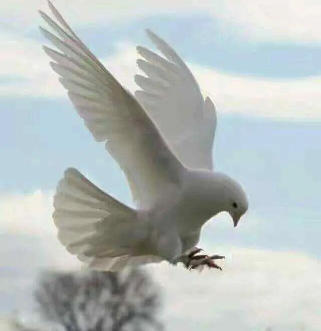 Are White Pigeons Good Luck