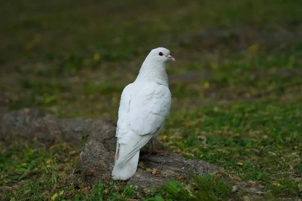 White Pigeon Spiritual Meaning in Christianity