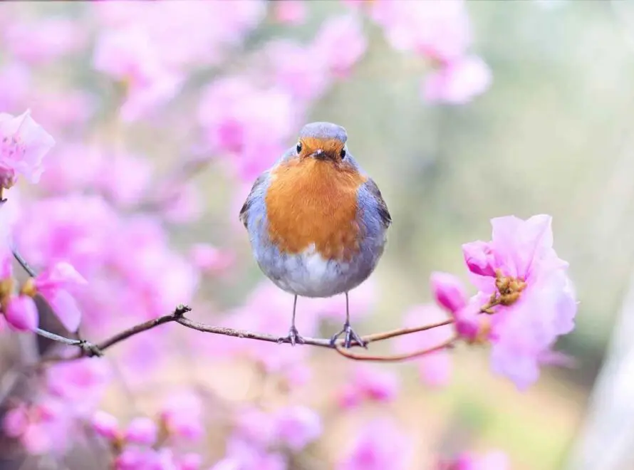 What Is the Spiritual Meaning of Seeing a Robin