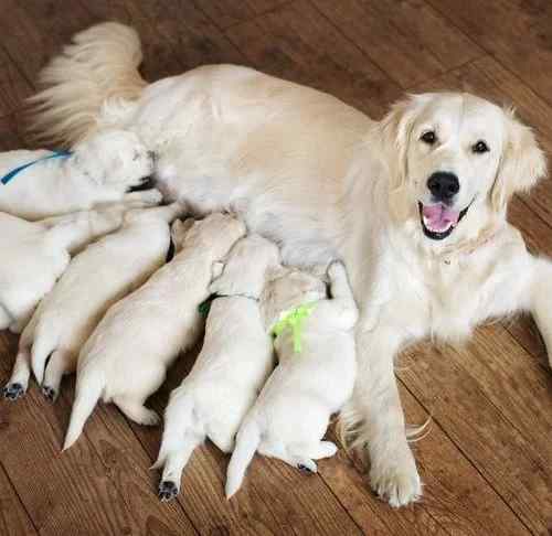 Dream about Puppies Being Born