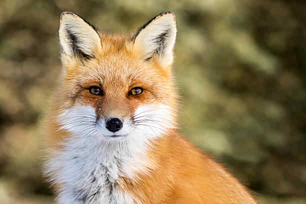 Spiritual Meaning of Fox in a Dream