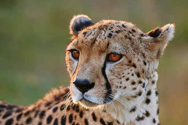 Spiritual Meaning of a Cheetah
