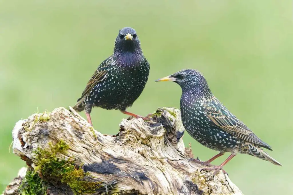 two Starlings