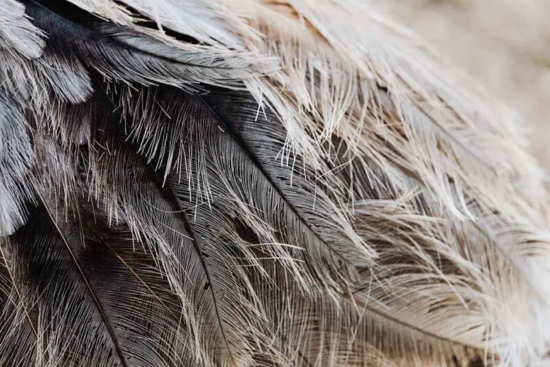 Spiritual Meaning of Feathers Falling from the Sky