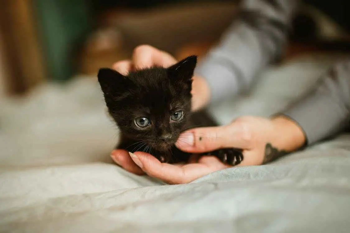 Dream of Holding a Kitten