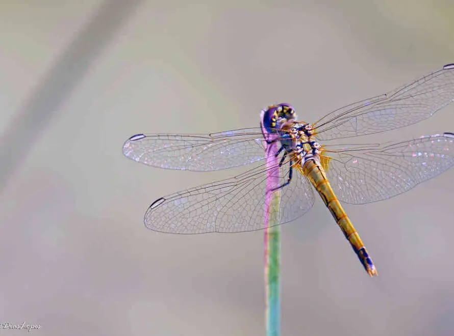 Multicolored Dragonfly Spiritual Meaning: Unlocking the Mystery