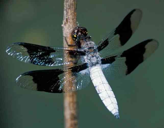 White Dragonfly Spiritual Meaning: What Does It Mean?