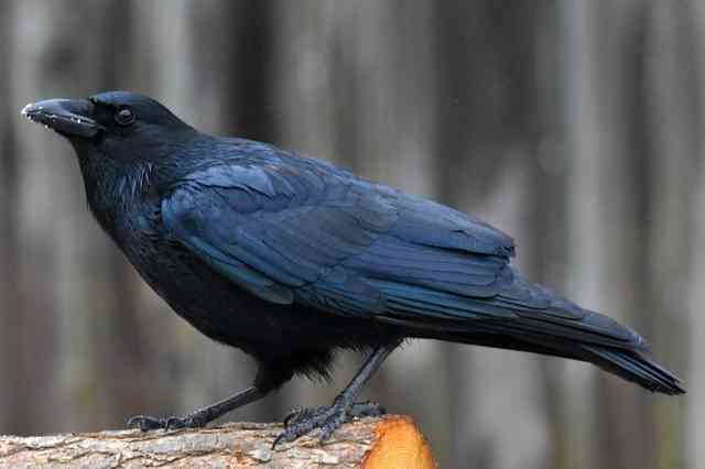 American Crow Spiritual Significance Unveiled