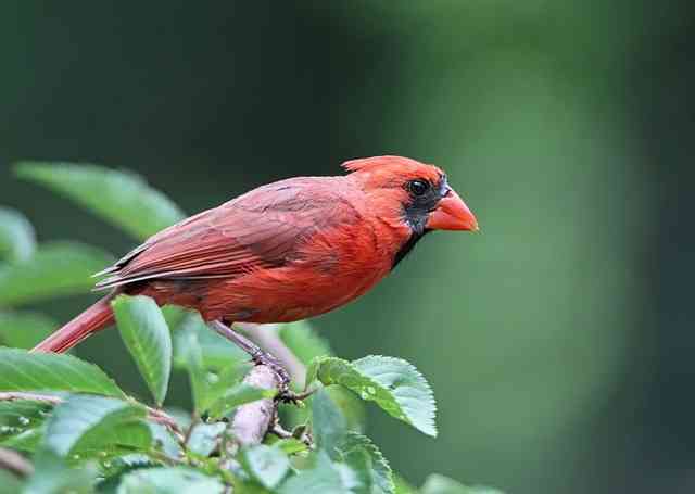 Spiritual Meaning of Dead Cardinal