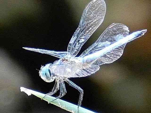Silver Dragonfly Spiritual Meaning: What Does It Mean?
