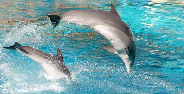 What Does It Mean When Dolphins Swim Around You?