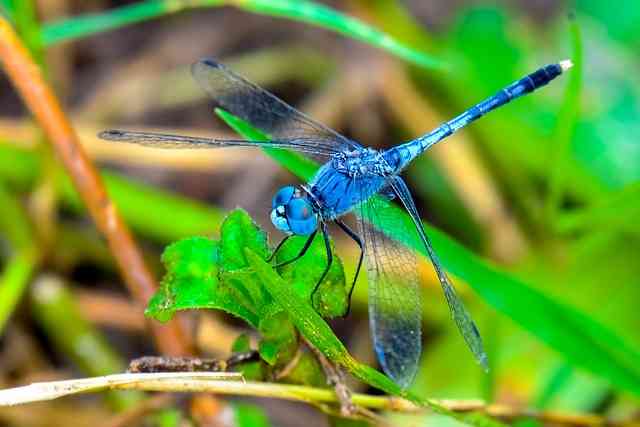 Blue Dragonfly Spiritual Meaning: What Does It Mean?