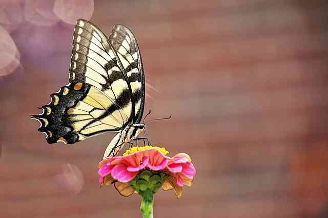 Tiger Swallowtail Butterfly: Deciphering Its Spiritual and Symbolic Messages