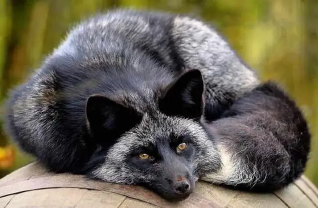 The Spiritual Significance of the Black Fox