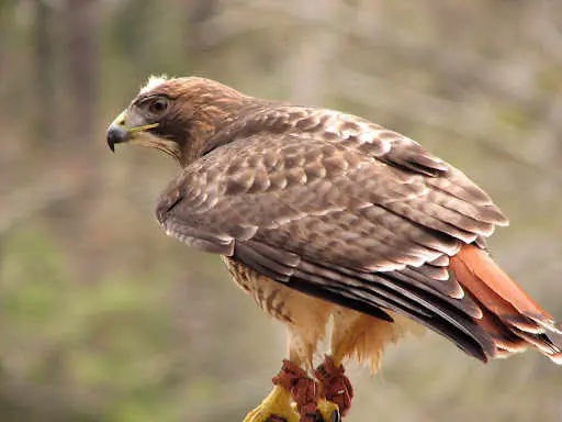 Understanding the Spiritual Significance of Seeing a Hawk: Insights and Interpretations