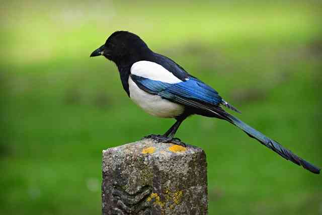 Unlocking the Spiritual Meaning of Magpie