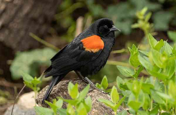 Unlocking the Spiritual Meaning of Red-Winged Blackbird
