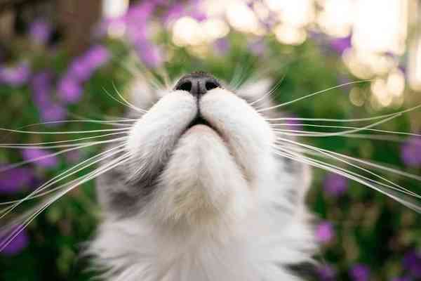 Are Cat Whiskers Good Luck