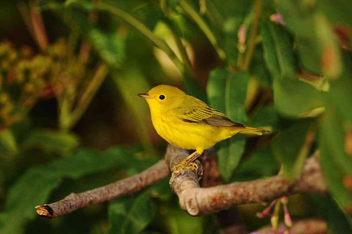 Spiritual Meaning of Yellow Warbler