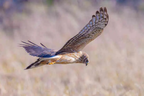 Unveiling the Spiritual Meaning of Northern Harrier