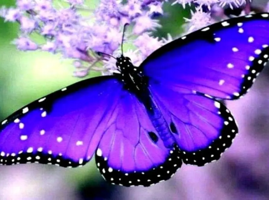 Butterfly Spiritual Meaning And Symbolism: Guide
