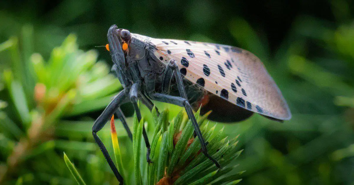 The Deeper Meaning Behind the Spotted Lanternfly