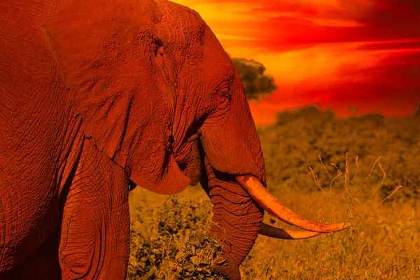 Red Elephants Spiritual Meaning: Symbolism of Different Colors