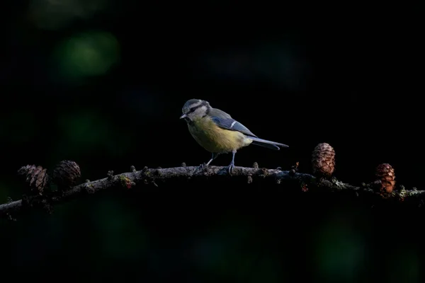 Spiritual Meaning of Hearing Birds at Night