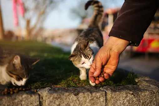 Why Do Stray Cats Rub against Your Legs: Spiritual Meaning