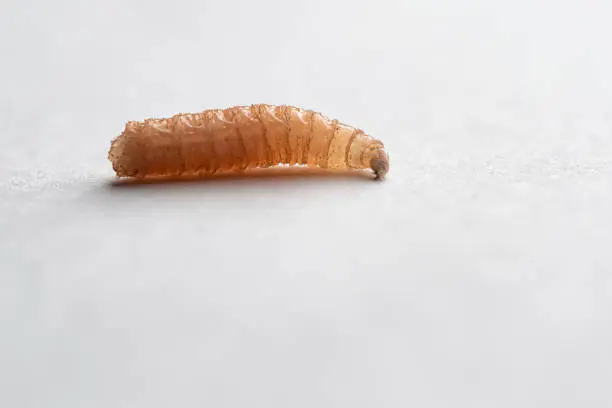 Spiritual Meaning of Maggots in House: Transformation and Rebirth