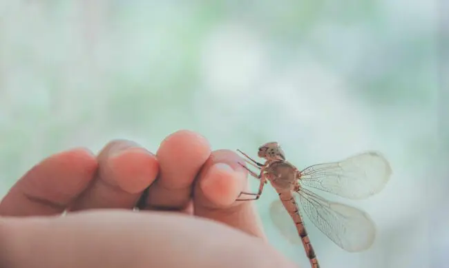 Spiritual Meaning of a Dragonfly Landing on You