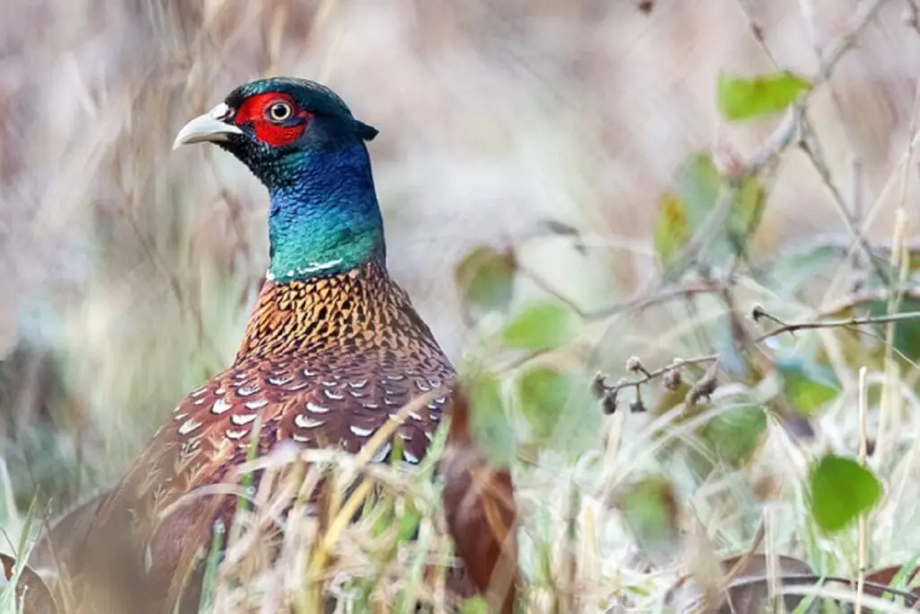 Spiritual Meaning of a Pheasant: Spirit And Totem