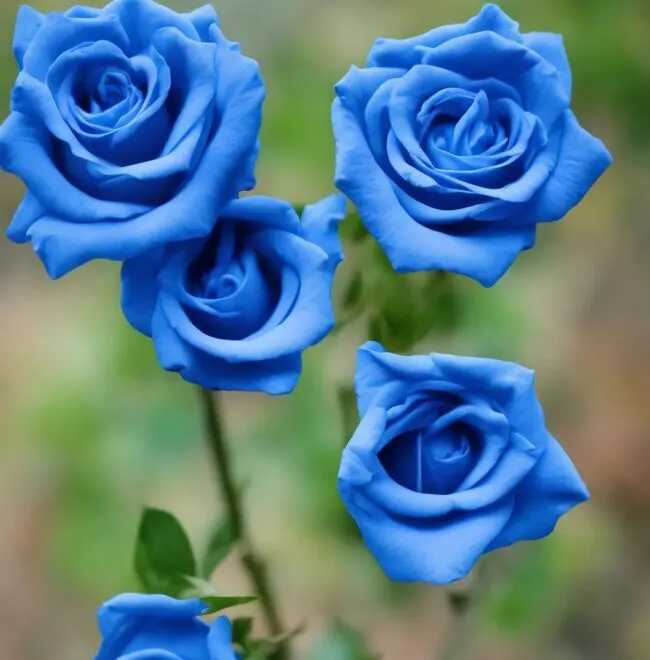 What is the Spiritual Meaning of a Blue Rose?