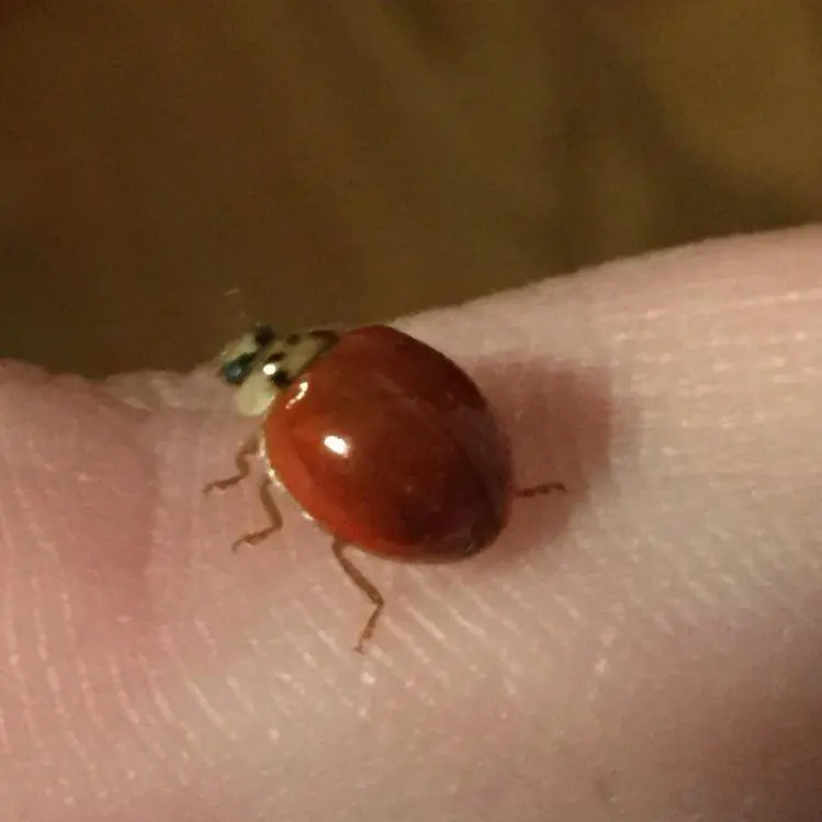 Ladybug With No Spots: Uncovering Its Deeper Spiritual Meaning