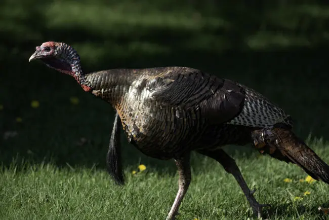 Spiritual Meaning of Seeing a Turkey Cross Your Path: Abundance and Prosperity