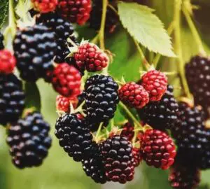 The Spiritual Meaning of Blackberries: A Guide to Their Symbolism, Magic, and Healing Properties