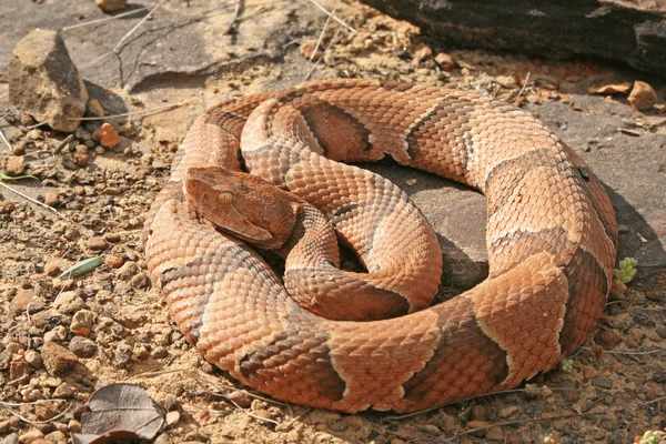 Copperhead Spiritual Meaning: A Guide to the Symbolism and Significance of This Mystical Snake