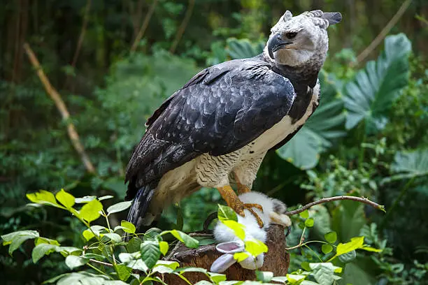 The Majestic Harpy Eagle and Its Profound Spiritual Symbolism